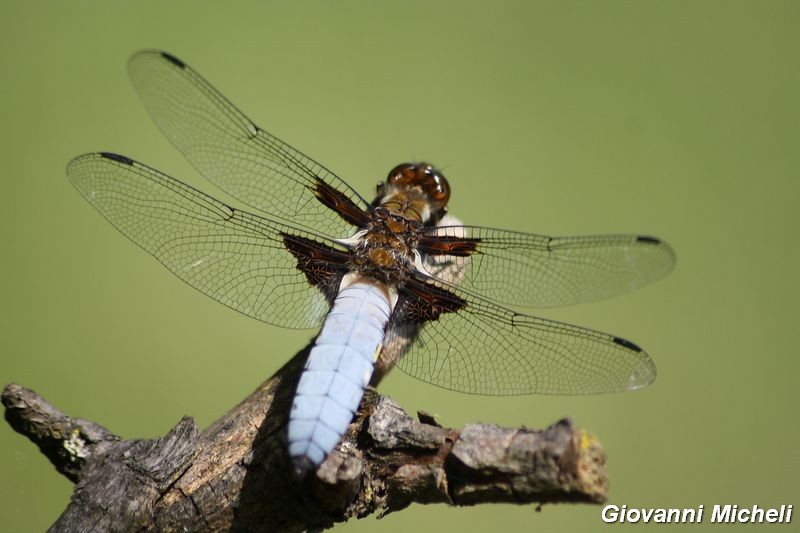 Serie di Libellulidae del Parco del Ticino